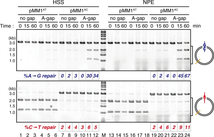 Figure 1—figure supplement 1.