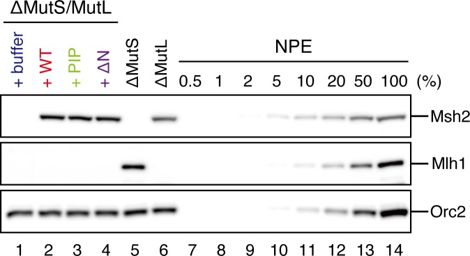 Figure 9—figure supplement 1.