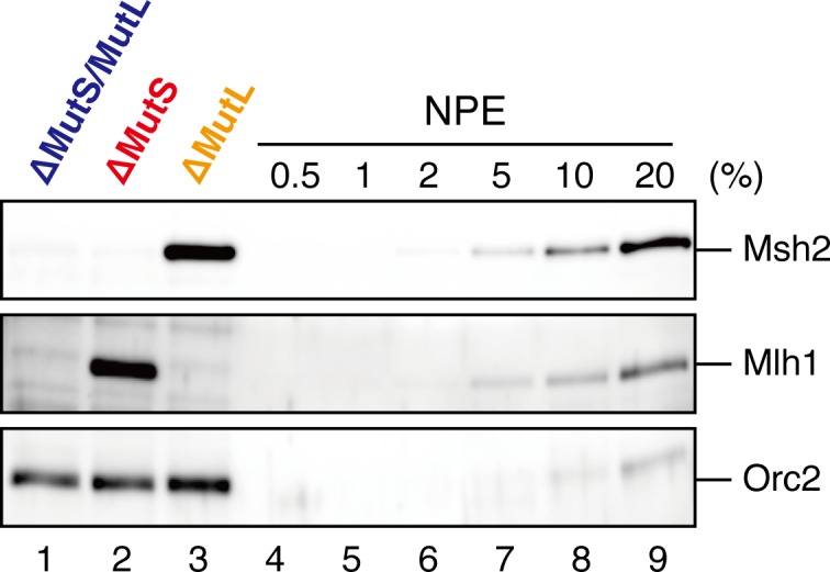 Figure 7—figure supplement 1.