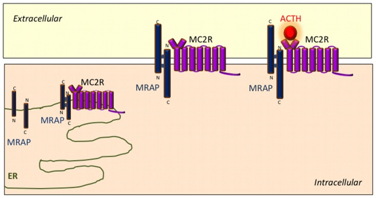 FIGURE 2