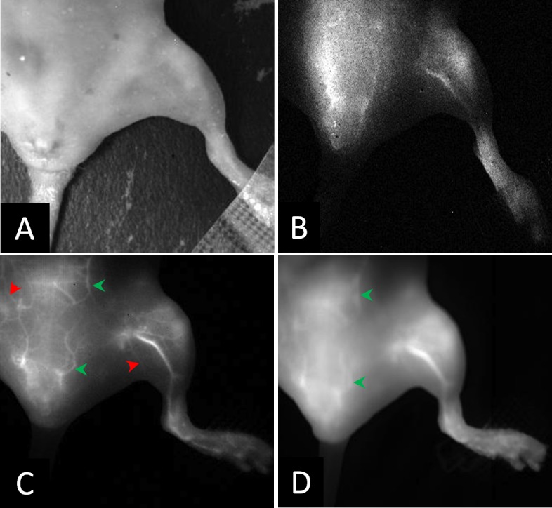 Fig 6