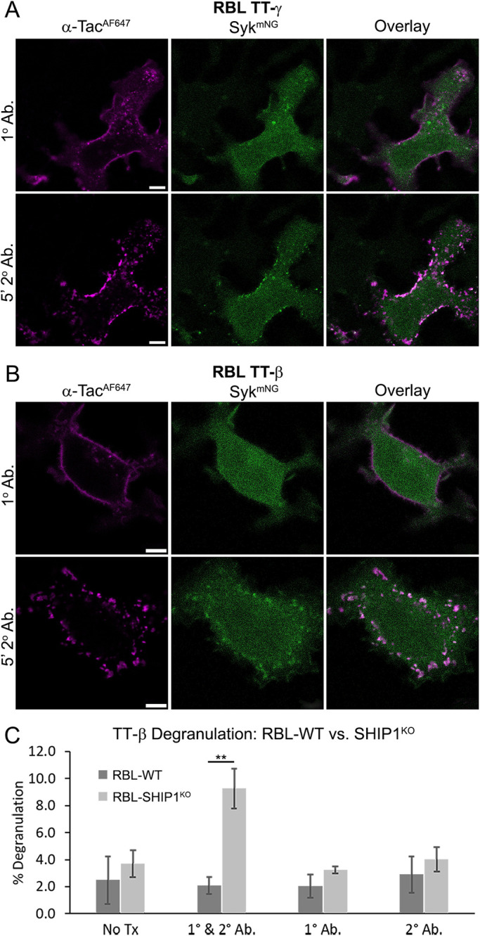 FIGURE 6: