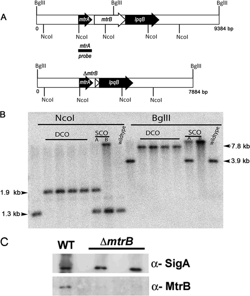 FIGURE 3.