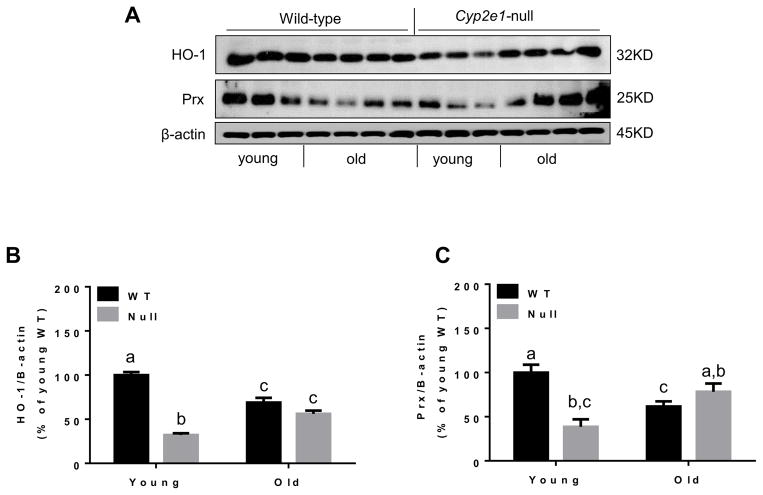 Fig. 11