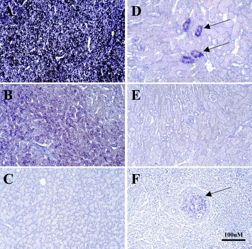 FIG. 7.