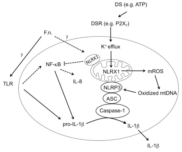 Fig. 7