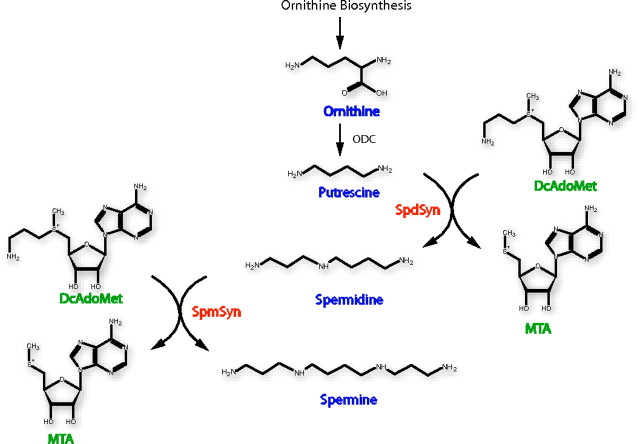 FIGURE 1.