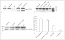 Figure 2: PAR4 cleavage occurs at low thrombin concentrations and is inhibited by HD22