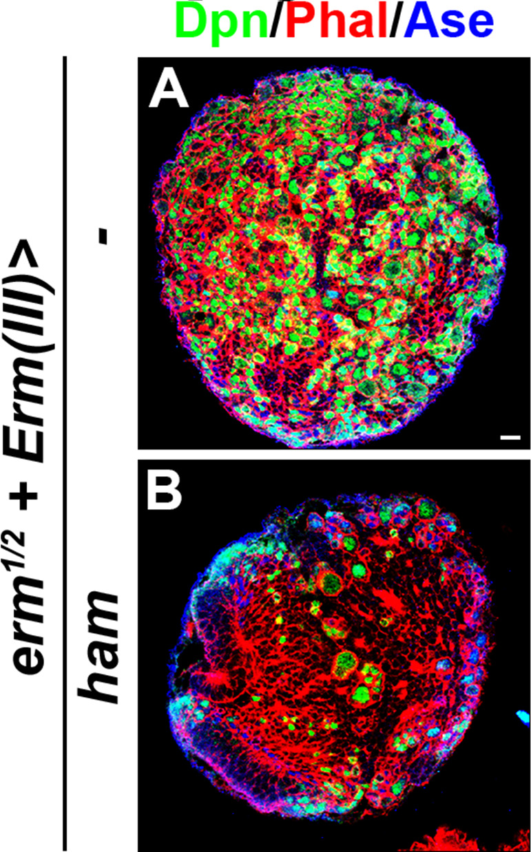 Figure 6—figure supplement 1.