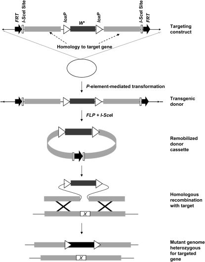 Figure 1.—