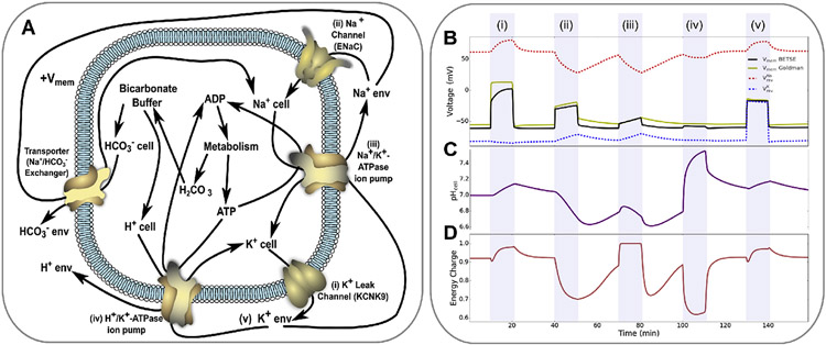 Fig. 3.