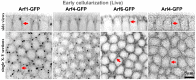 Fig 6