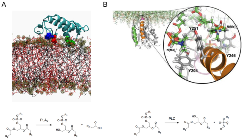 Figure 29