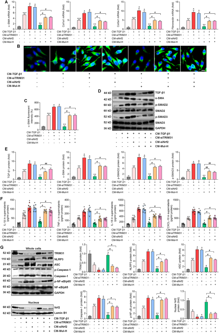 Fig. 11