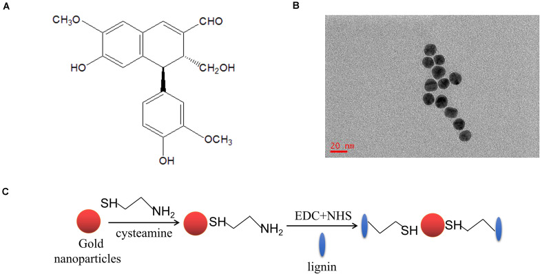 FIGURE 2