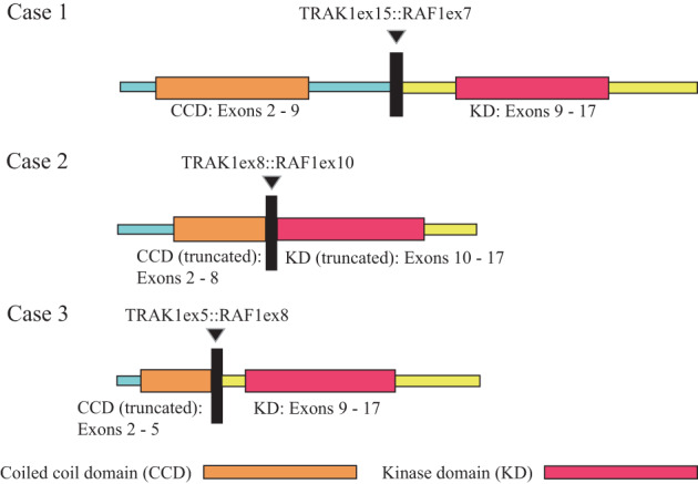 FIGURE 3