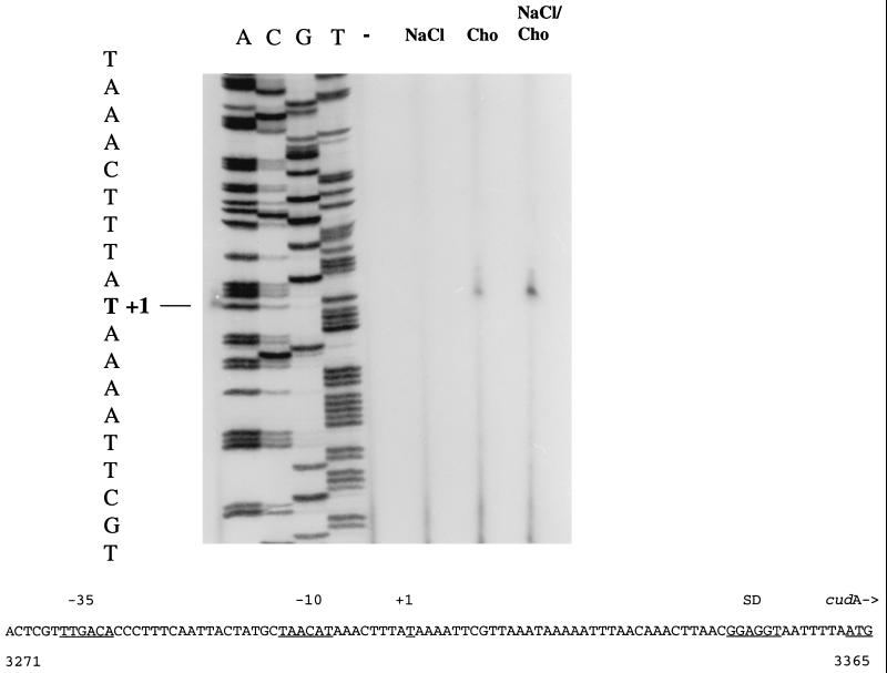 FIG. 5