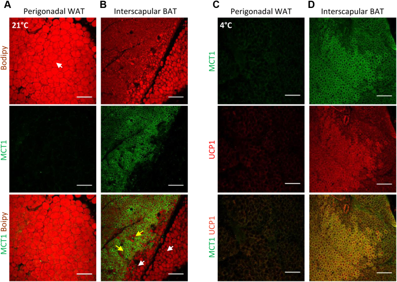 Figure 3