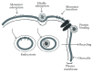 Figure 20