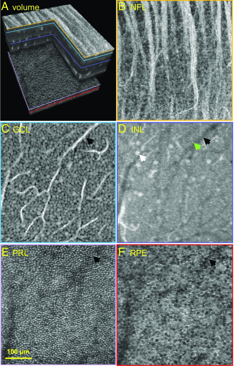 Fig. 5.