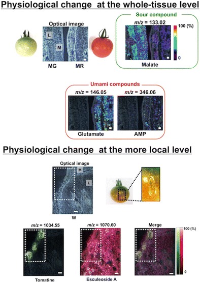 Graphical abstract