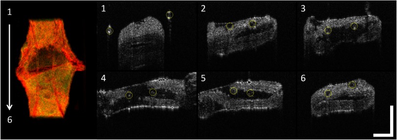 Fig. 4