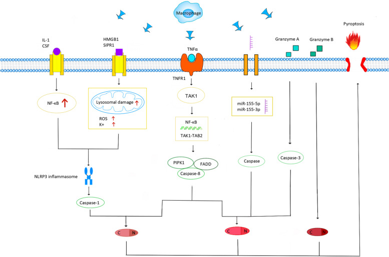 Fig. 1