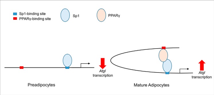 Figure 5.