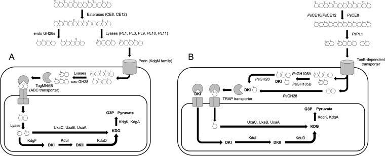 FIG 7