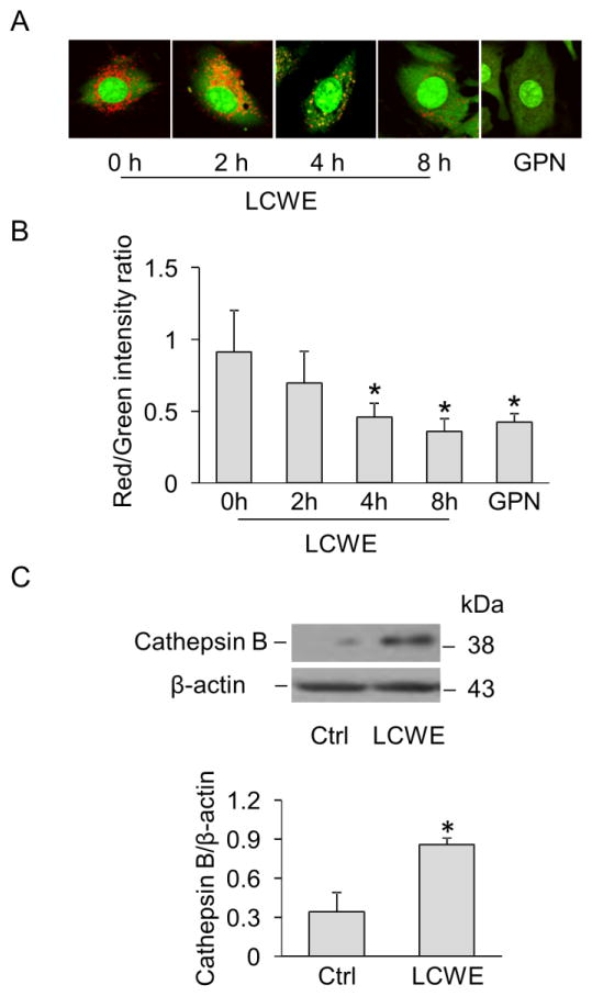 Fig. 7