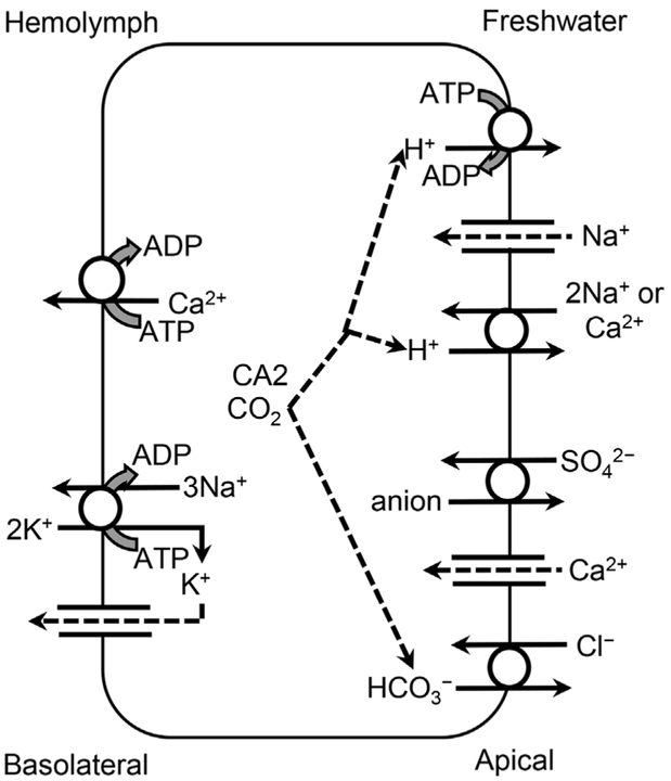 Figure 5.