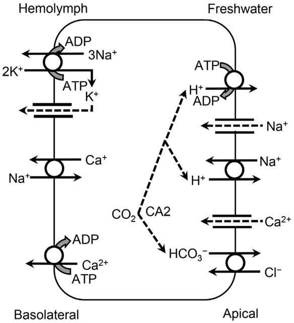 Figure 4.