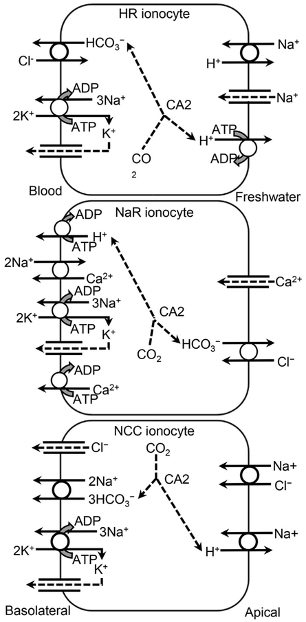 Figure 2.