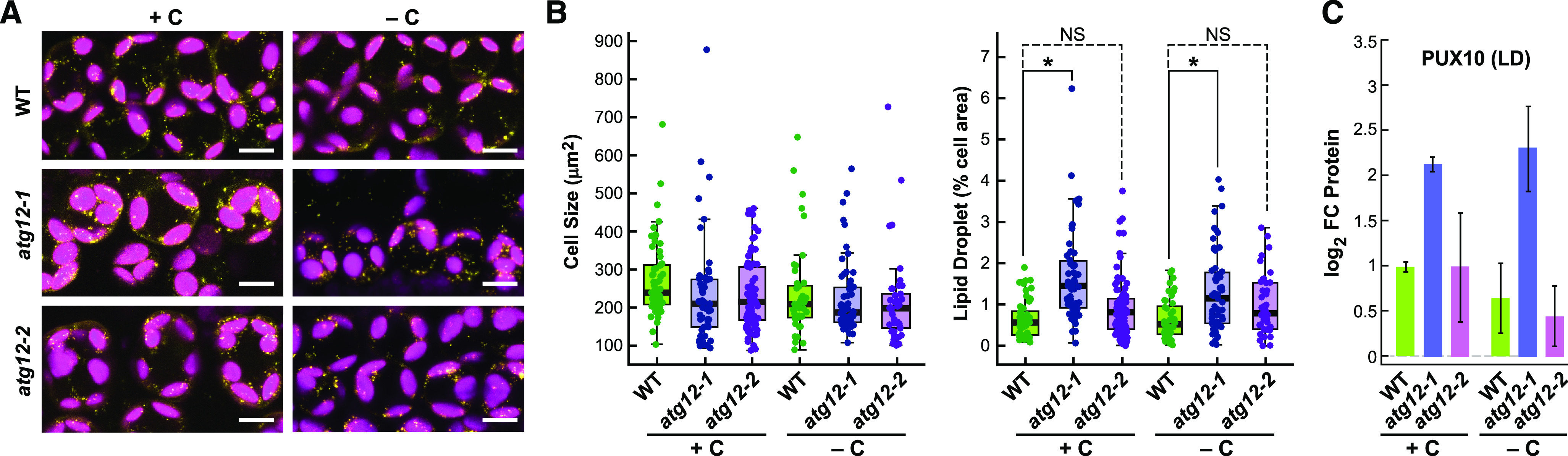 Figure 5.