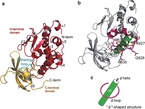 FIGURE 1.