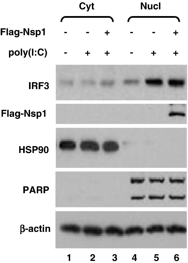 Fig. 5