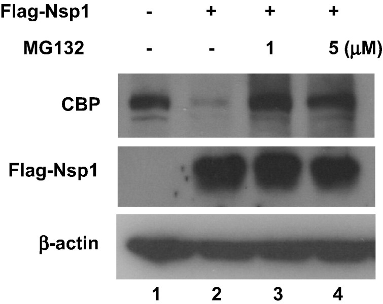 Fig. 8