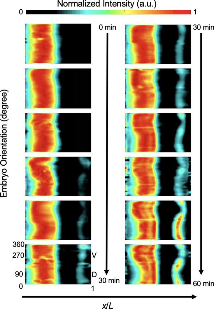 Figure 1—figure supplement 3.