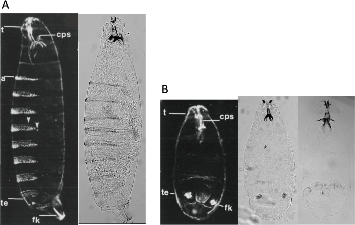 Figure 4—figure supplement 3.