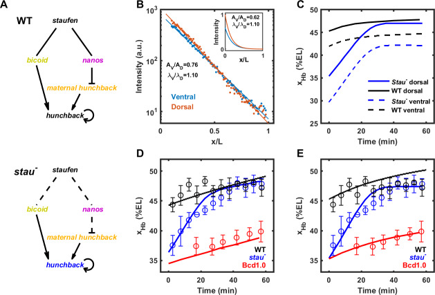 Figure 6—figure supplement 1.