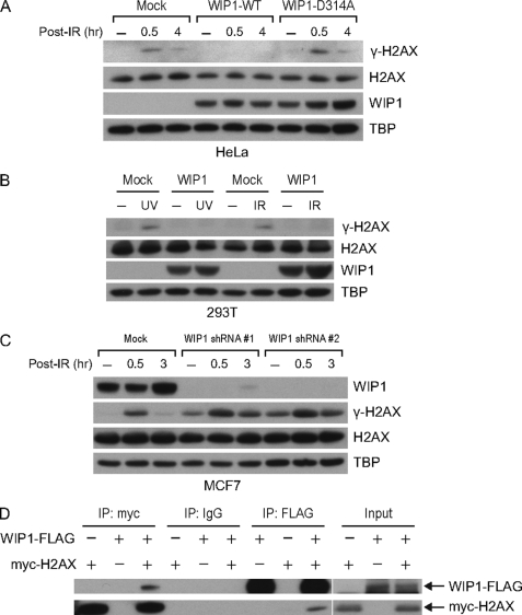 FIGURE 2.