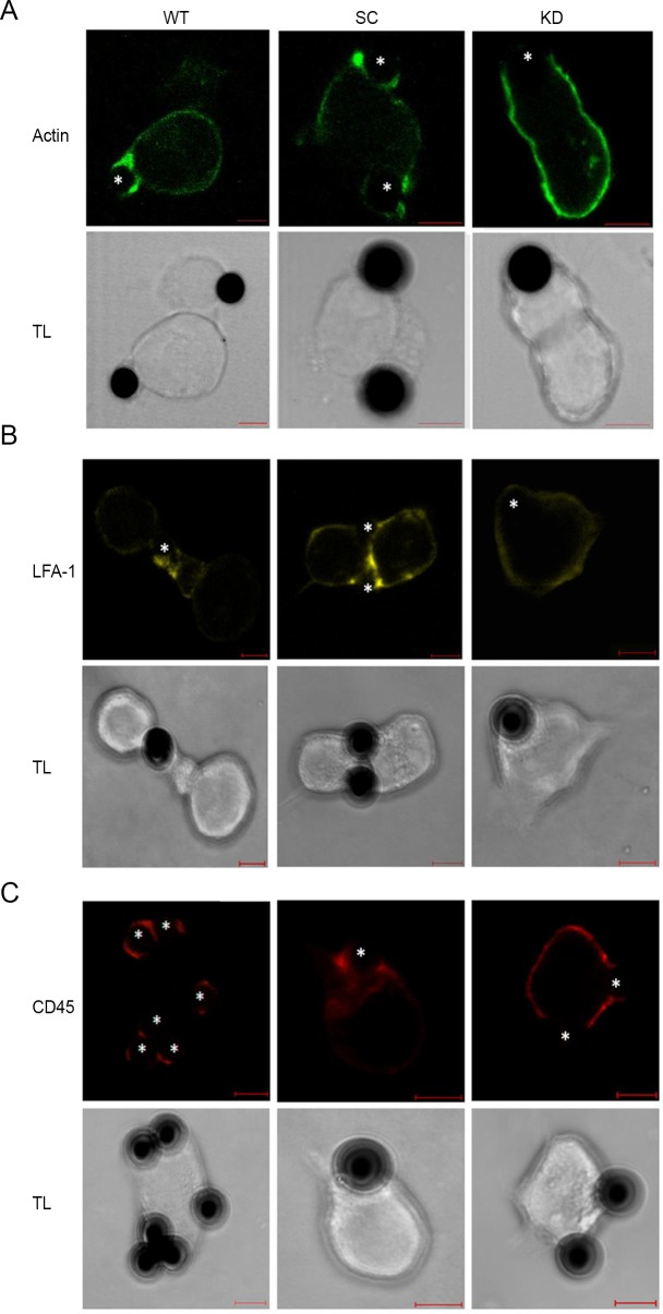 Fig 4