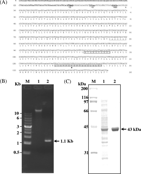 FIG. 1.