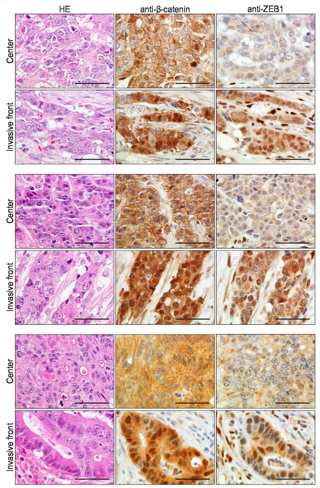 Figure 3—figure supplement 2.