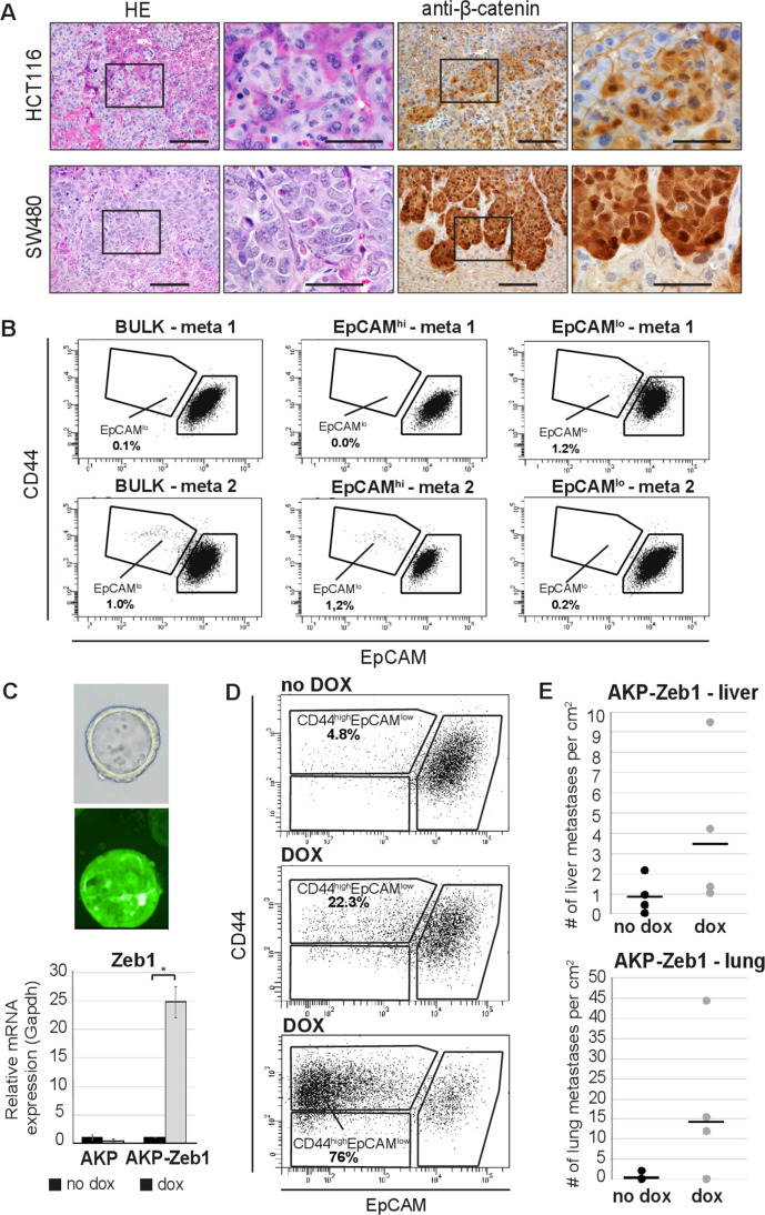 Figure 1—figure supplement 5.