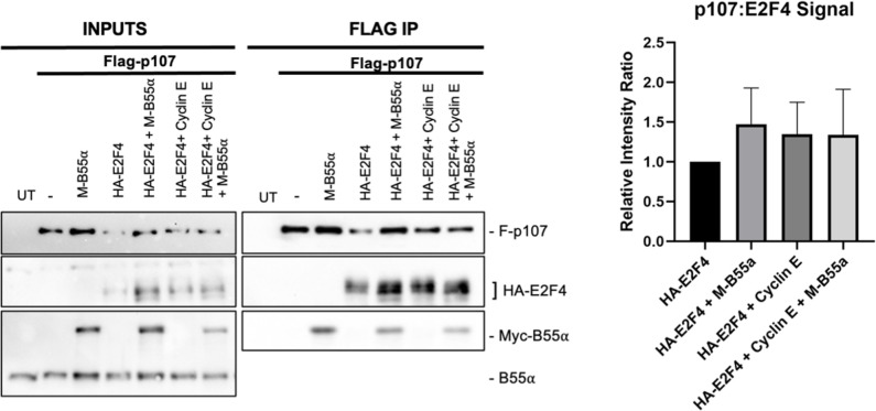 Figure 6—figure supplement 1.