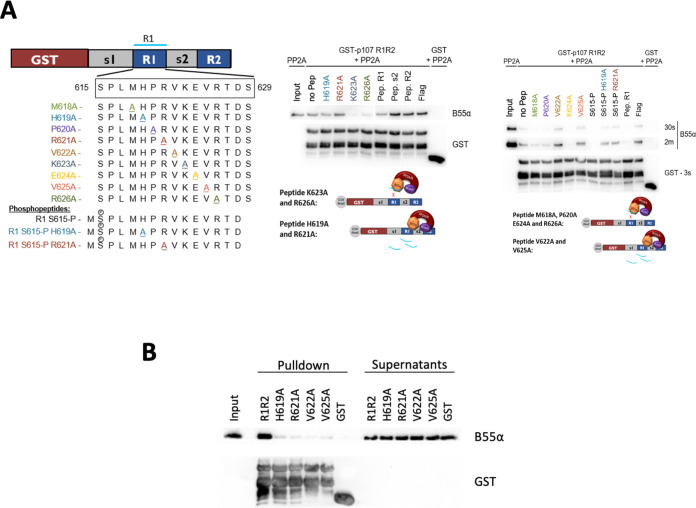 Figure 5—figure supplement 1.