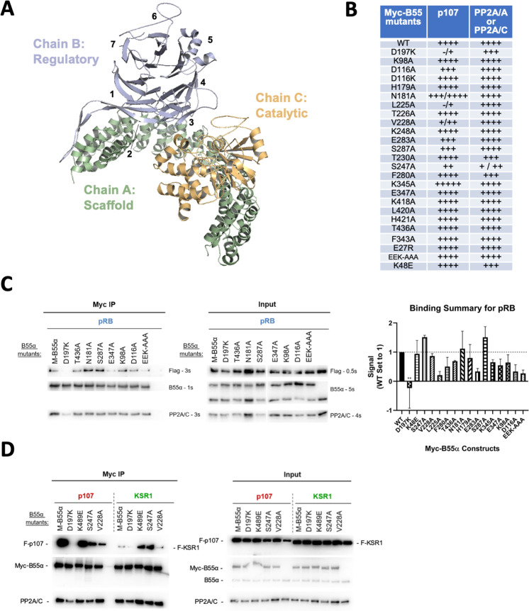 Figure 2—figure supplement 1.