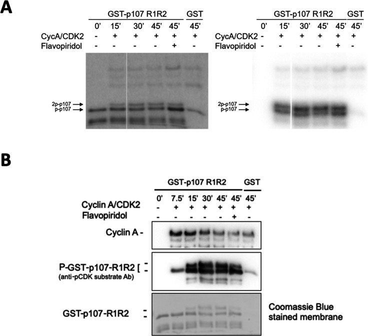 Figure 3—figure supplement 1.