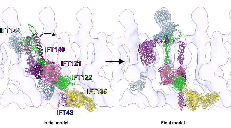 Figure 4—figure supplement 1.